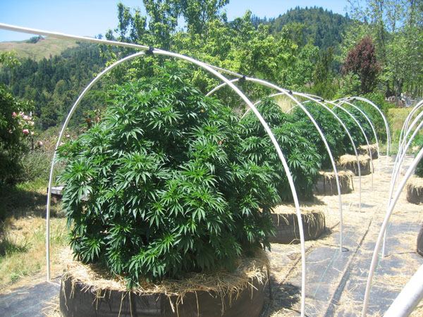 How to Grow Weed Outside