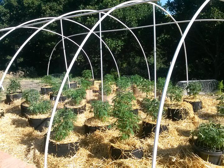 Outdoor Grow Guide Yield