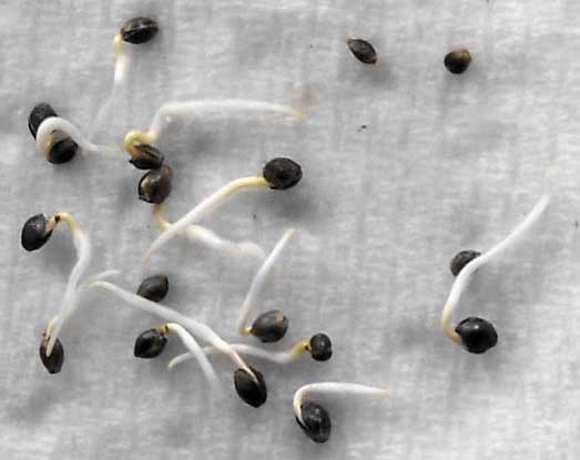 Germinating Cannabis Seeds with Paper Towel