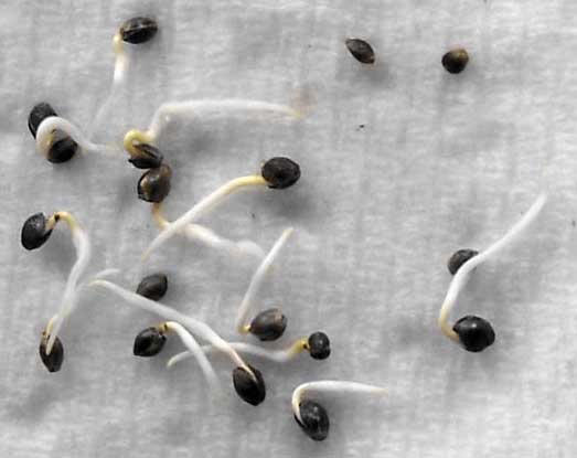 Germinating Cannabis Seeds With Paper Towel Step By Step