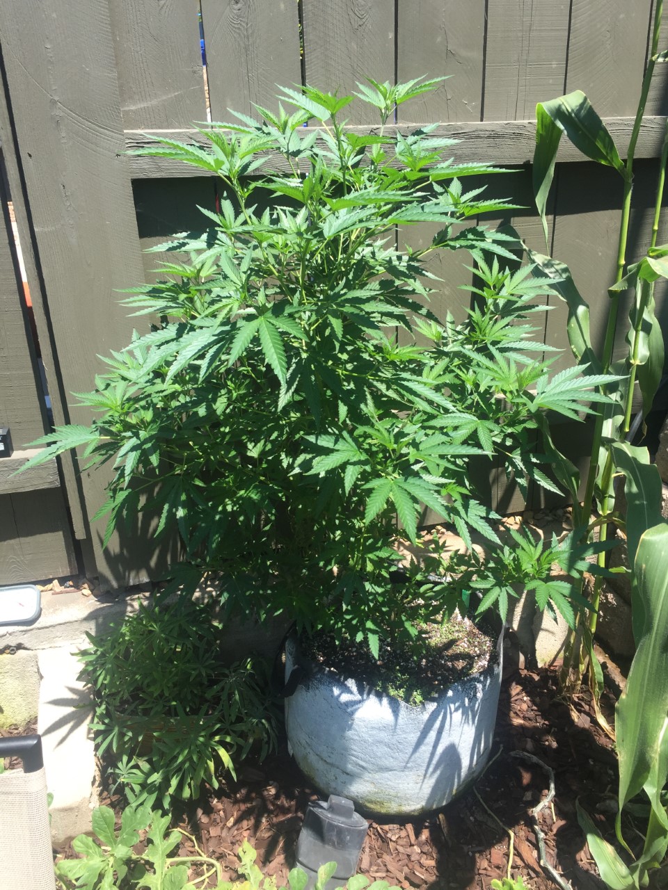 White Widow Outdoor August 5th, 2017