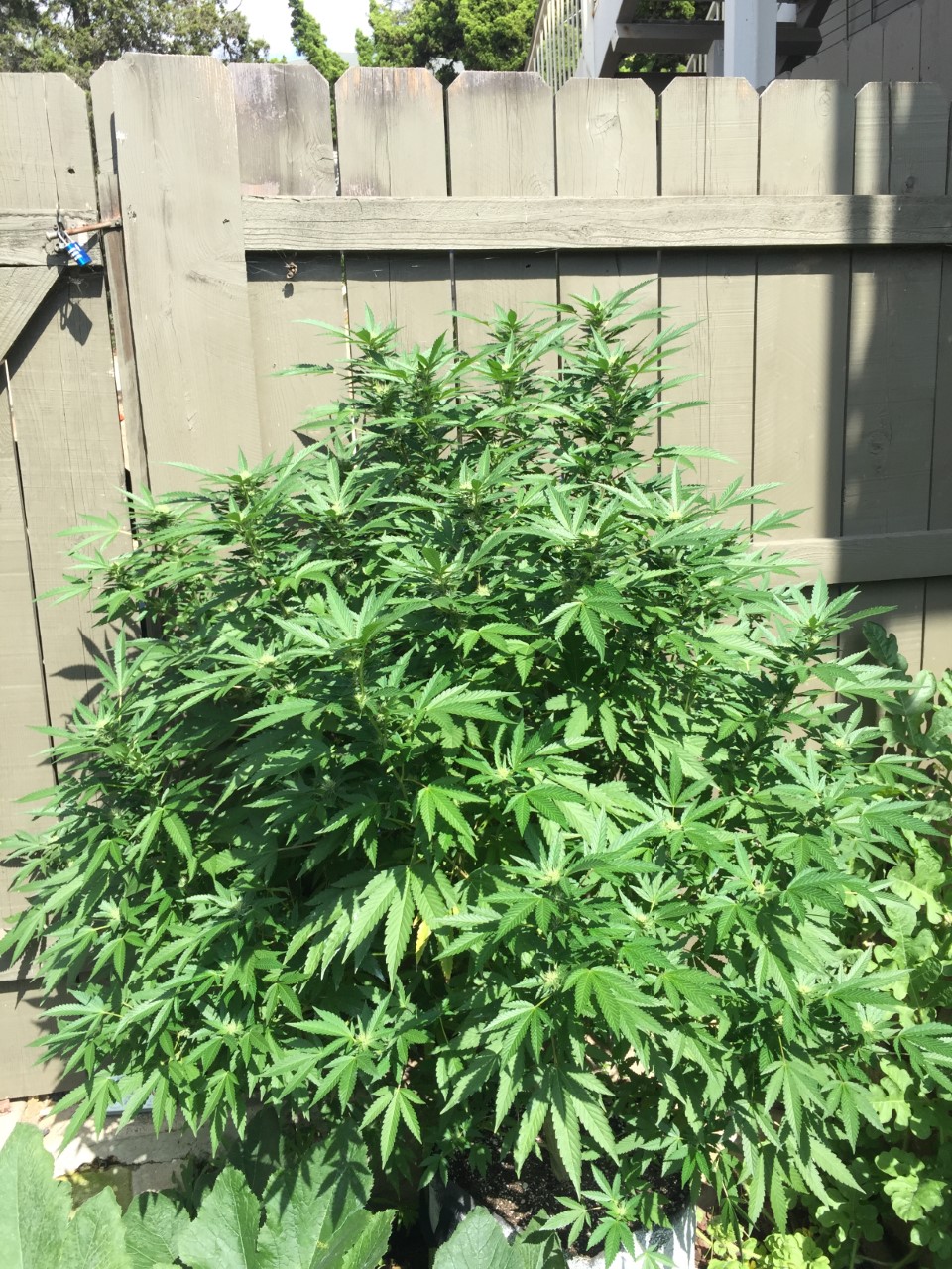 When Do Outdoor Plants Start To Flower In California