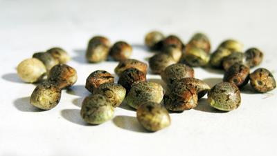 Cannabis Seeds California