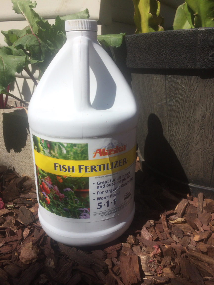 growing cannabis with fish emulsion