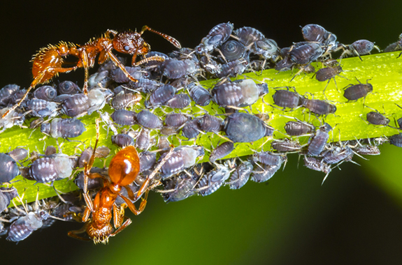 what do aphids look like