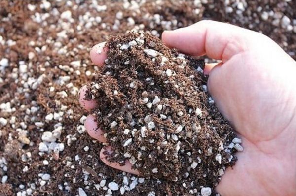 Adding Perlite to Soil - Information, Benefits and How to Mix