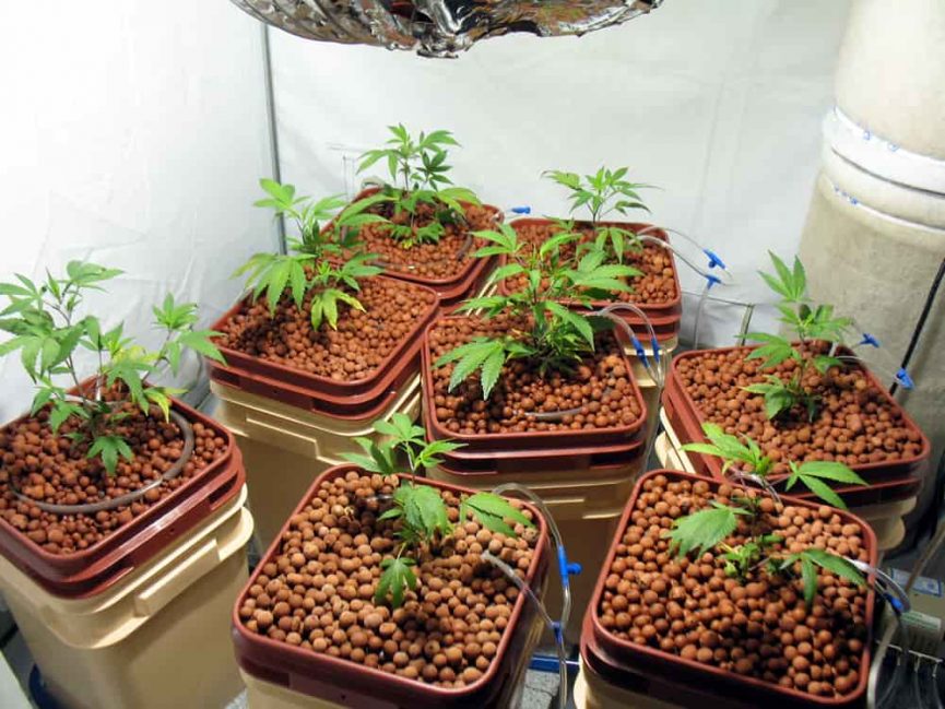 Гидропоника посадка семян минус линда марихуана