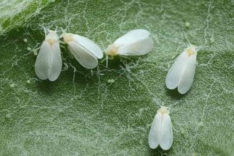 Small White Bugs on Cannabis Plants